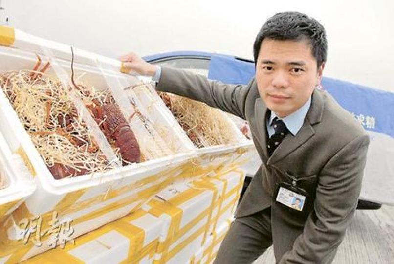 警方展示在大小磨刀洲對開漁船上檢獲的澳洲龍蝦,部分仍相當生猛。(屈俊樂攝) 警方展示在大小磨刀洲對開漁船上檢獲的澳洲龍蝦,部分仍相當生猛。(屈俊樂攝)