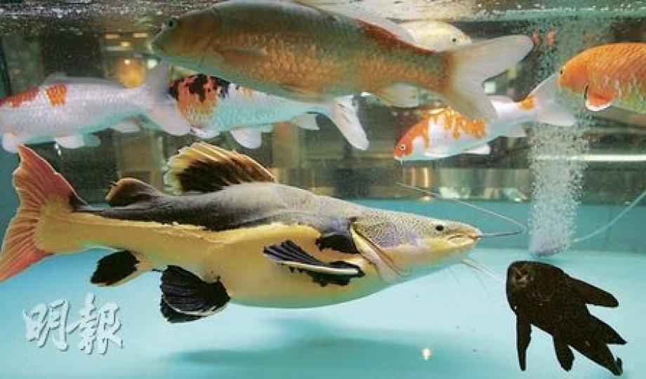 金島門前魚缸內的狗仔鯨,4年前購入時僅兩吋長,現已長至逾兩呎,不少顧客表態希望「領養」,甚至打算為牠度身訂做新居。(林振東攝) 金島門前魚缸內的狗仔鯨,4年前購入時僅兩吋長,現已長至逾兩呎,不少顧客表態希望「領養」,甚至打算為牠度身訂做新居。(林振東攝)