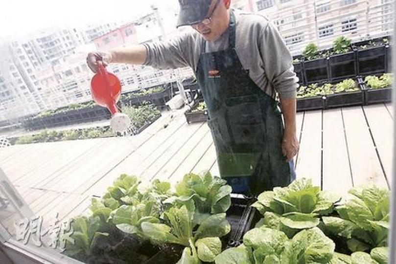 鰂魚涌東達中心的天台,開僻了40多塊「小塊田」,讓都市人在忙碌中享受田園樂趣。(李紹昌攝) 鰂魚涌東達中心的天台,開僻了40多塊「小塊田」,讓都市人在忙碌中享受田園樂趣。(李紹昌攝)