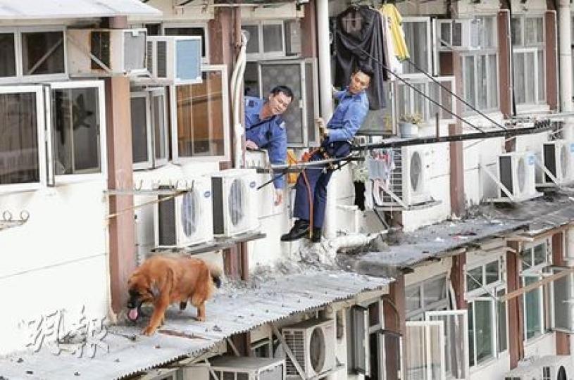 一頭疑為藏獒犬的大狗從住處爬出窗外簷篷,由消防員游繩救起,重返主人懷內。(林錫禮攝) 一頭疑為藏獒犬的大狗從住處爬出窗外簷篷,由消防員游繩救起,重返主人懷內。(林錫禮攝)