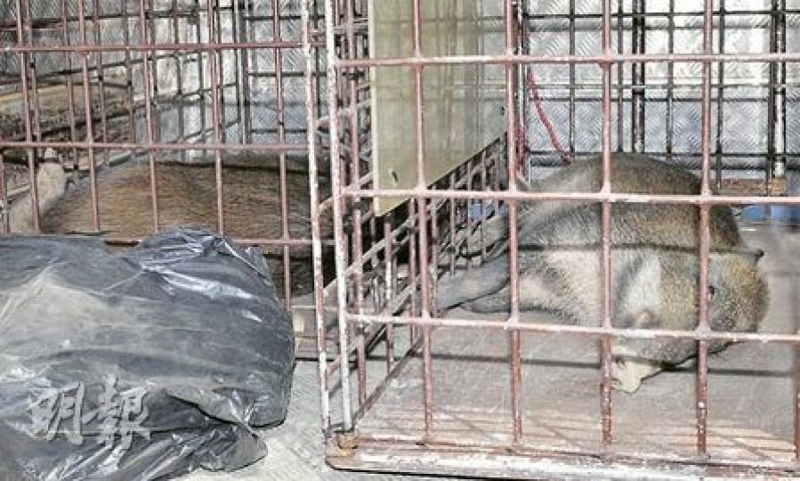 被捕獲的兩隻野豬一雄一雌,身長約3呎,重約50公斤,事後被抬入鐵籠,一併運往新界北動物管理中心觀察。(林錫禮攝) 被捕獲的兩隻野豬一雄一雌,身長約3呎,重約50公斤,事後被抬入鐵籠,一併運往新界北動物管理中心觀察。(林錫禮攝)