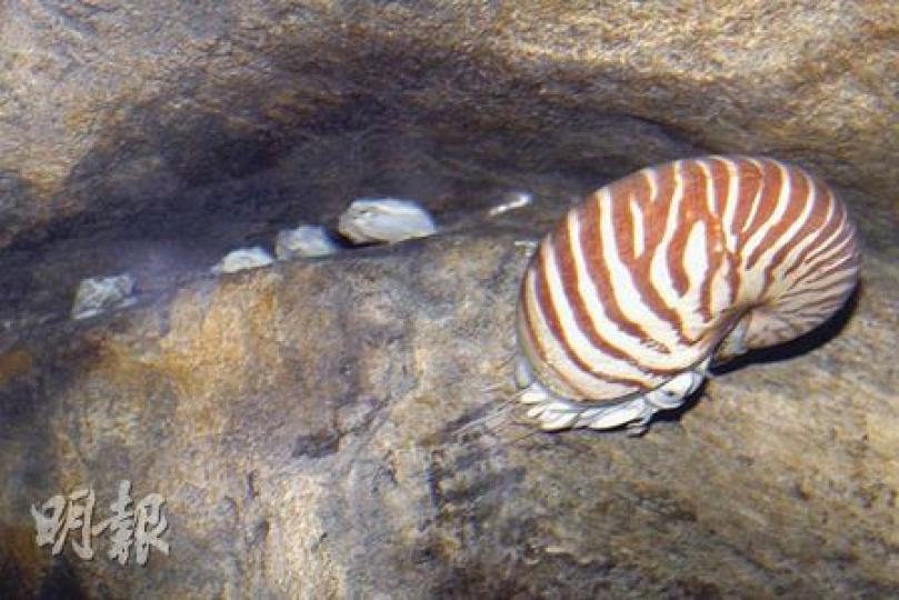 海洋公園水族館「海洋奇觀」護理員,展示狗侶竹鯊的魚卵。園方將魚卵隔離,避免被其他魚吃掉。(李紹昌攝)
海洋公園水族館「海洋奇觀」護理員,展示狗侶竹鯊的魚卵。園方將魚卵隔離,避免被其他魚吃掉。(李紹昌攝)