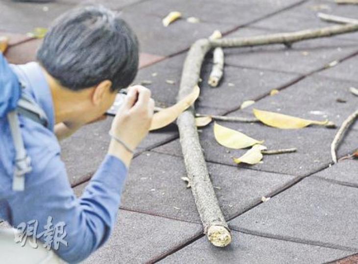 懷疑由芒果樹掉下的枯枝長約6呎,直徑約2吋。圖為意外後,康文署及樹木辦職員到場調查,為枯枝拍照存檔。(何家達攝)元朗公園一枝長約6呎的枯枝昨午突然墜下,擊中下面遊樂場一男一女,二人頭及手受傷送院治理。(何家達攝) 懷疑由芒果樹掉下的枯枝長約6呎,直徑約2吋。圖為意外後,康文署及樹木辦職員到場調查,為枯枝拍照存檔。(何家達攝)元朗公園一枝長約6呎的枯枝昨午突然墜下,擊中下面遊樂場一男一女,二人頭及手受傷送院治理。(何家達攝)