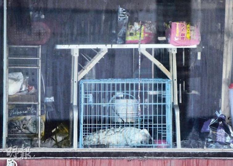 失火寵物店內17頭貓狗被焗斃,店內「屍體橫陳」,令人慘不忍睹。(蔡方山攝)寵物店的貓狗被安置在籠內,在火警中無法逃生遭焗死,部分鐵籠更被嚴重熏黑。(蔡方山攝)位於閣樓的寵物店閉門失火,消防員救熄火後在舖內發現17頭貓狗被焗死。(蔡方山攝) 失火寵物店內17頭貓狗被焗斃,店內「屍體橫陳」,令人慘不忍睹。(蔡方山攝)寵物店的貓狗被安置在籠內,在火警中無法逃生遭焗死,部分鐵籠更被嚴重熏黑。(蔡方山攝)位於閣樓的寵物店閉門失火,消防員救熄火後在舖內發現17頭貓狗被焗死。(蔡方山攝)