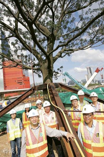 副渠務署署長徐偉(前左)表示,今次移樹成功,可對其他工務工程起參考作用,預料日後會有更多工程,會原址保留大樹。(林振東攝)(明報製圖) 副渠務署署長徐偉(前左)表示,今次移樹成功,可對其他工務工程起參考作用,預料日後會有更多工程,會原址保留大樹。(林振東攝)(明報製圖)
