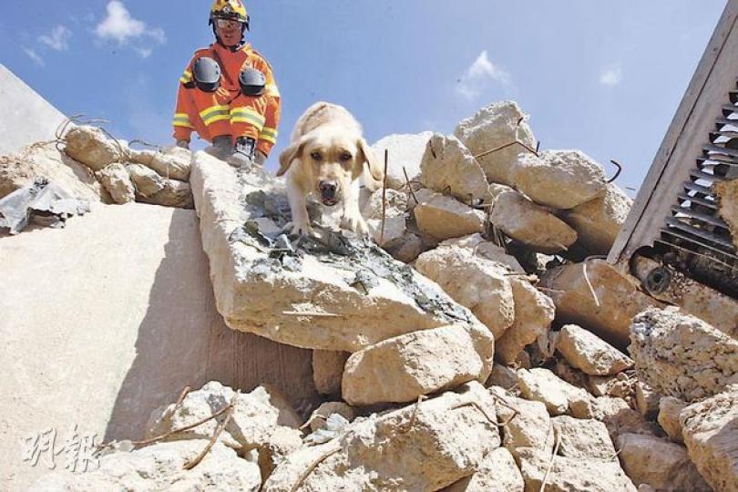在領犬員帶領下,搜索犬安安於瓦礫上搜索,利用靈敏嗅覺快速鎖定生還者所在,搜救隊員再利用生命探測器確定生還者準確位置,以工具爆破瓦礫,救出被困者。(李紹昌攝)坍塌搜救專隊隊員示範在坍塌樓宇內堆滿厚板及雜物的環境搜救生還者。(李紹昌攝) 在領犬員帶領下,搜索犬安安於瓦礫上搜索,利用靈敏嗅覺快速鎖定生還者所在,搜救隊員再利用生命探測器確定生還者準確位置,以工具爆破瓦礫,救出被困者。(李紹昌攝)坍塌搜救專隊隊員示範在坍塌樓宇內堆滿厚板及雜物的環境搜救生還者。(李紹昌攝)