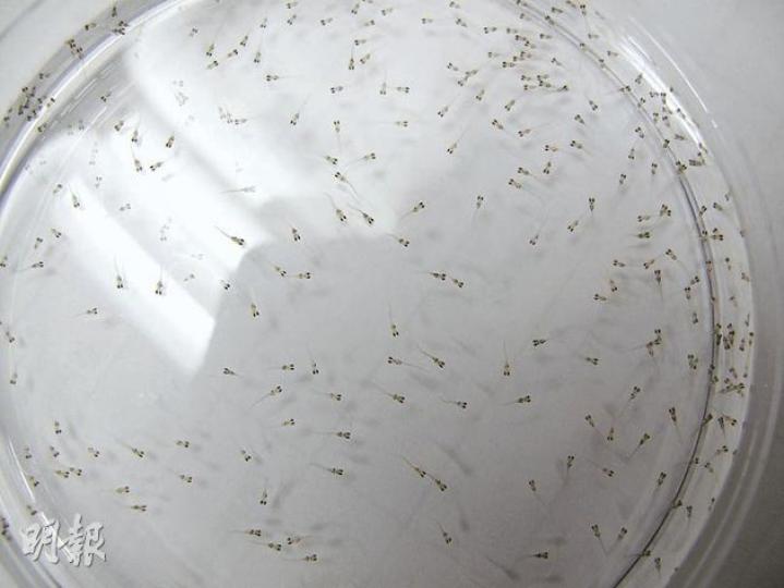 轉基因鯖魚將魚魚苗僅有3、4毫米長(圖),遇到雌激素時,其肝臟便會發出熒光。(陳佩儀攝) 轉基因鯖魚將魚魚苗僅有3、4毫米長(圖),遇到雌激素時,其肝臟便會發出熒光。(陳佩儀攝)