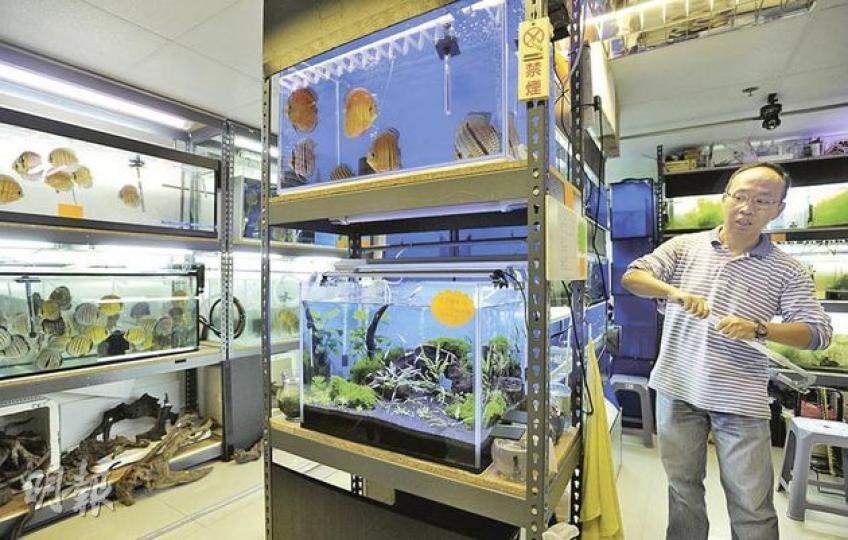 燊林水族工作室的負責人于先生今年5月進駐觀塘一間工廈,以8000元月租租用700多呎單位,專賣貴價罕有品種魚。他擔心政府發展觀塘區,會令區內租金再上調。(何家達攝) 燊林水族工作室的負責人于先生今年5月進駐觀塘一間工廈,以8000元月租租用700多呎單位,專賣貴價罕有品種魚。他擔心政府發展觀塘區,會令區內租金再上調。(何家達攝)