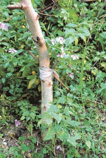 懷疑被踩爛的樹木,經扶正後需以竹枝固定。(阮穎嘉攝) 懷疑被踩爛的樹木,經扶正後需以竹枝固定。(阮穎嘉攝)
