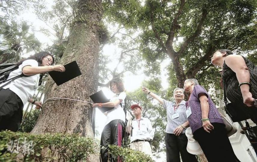 兩名樹木糾察朱虹(左一)及馮慧蘭(左二)在樹木導賞時,會檢查芒果樹樹幹有否出現「靈芝」狀真菌及泥土狀物質,並量度樹幹圓周,所得資料會用來填寫樹木狀况評估表,為樹木評級。右為參加導賞團的長者。(余俊亮攝) 兩名樹木糾察朱虹(左一)及馮慧蘭(左二)在樹木導賞時,會檢查芒果樹樹幹有否出現「靈芝」狀真菌及泥土狀物質,並量度樹幹圓周,所得資料會用來填寫樹木狀况評估表,為樹木評級。右為參加導賞團的長者。(余俊亮攝)