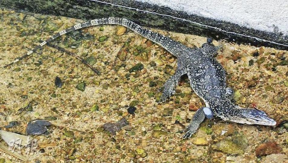 被誤為是鱷魚的五爪金龍,停在引水道上悠然自得。(雲錦鋒攝)行山客「認錯鱷」而報警,蛇王海奉召到場,施展擒拿手把逾1米長的五爪金龍活捉。(雲錦鋒攝) 被誤為是鱷魚的五爪金龍,停在引水道上悠然自得。(雲錦鋒攝)行山客「認錯鱷」而報警,蛇王海奉召到場,施展擒拿手把逾1米長的五爪金龍活捉。(雲錦鋒攝)