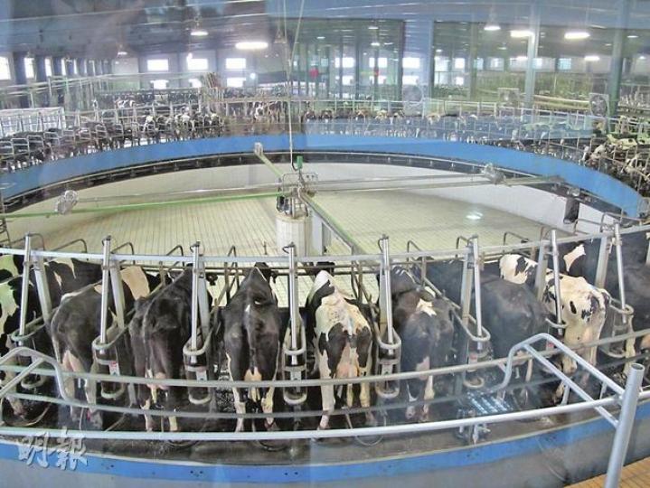 肥東牧場擠奶廳中,可見4台轉盤時擠奶機,每台同時容納80頭奶牛擠奶。奶牛每天3次自牛舍走出,踏上轉盤由機器自動擠奶,經一圈10多分鐘旋轉後再自行走出擠奶廳。每頭奶牛日產約25公斤原奶。(李萌攝)現代牧業董事長鄧九強(左)及行政總裁高麗娜(右)一齊展示黑白包裝,為明年初將在香港上市的常溫奶產品外觀,預期售價不會超過10元人民幣。(李萌攝) 肥東牧場擠奶廳中,可見4台轉盤時擠奶機,每台同時容納80頭奶牛擠奶。奶牛每天3次自牛舍走出,踏上轉盤由機器自動擠奶,經一圈10多分鐘旋轉後再自行走出擠奶廳。每頭奶牛日產約25公斤原奶。(李萌攝)現代牧業董事長鄧九強(左)及行政總裁高麗娜(右)一齊展示黑白包裝,為明年初將在香港上市的常溫奶產品外觀,預期售價不會超過10元人民幣。(李萌攝)