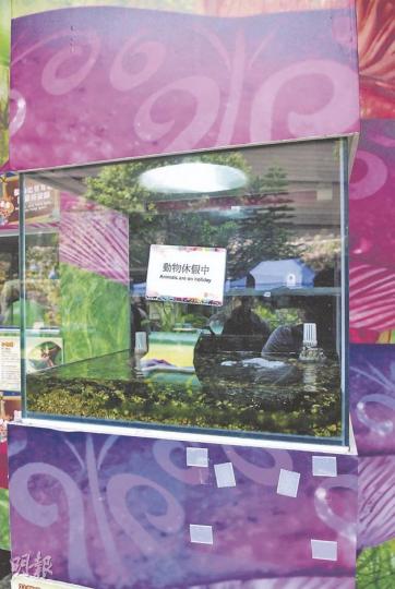 雙頭龜在「密缸」被盜後,展館職員在缸外貼上「動物休假中」告示。(雲錦鋒攝) 雙頭龜在「密缸」被盜後,展館職員在缸外貼上「動物休假中」告示。(雲錦鋒攝)