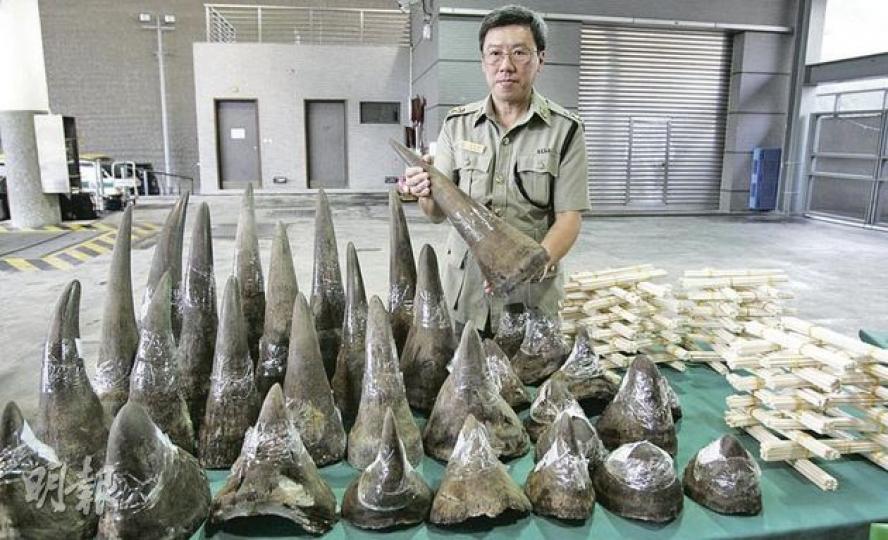 海關破獲歷來最大宗走私犀牛角案,檢獲的犀牛角包括近嘴部的長尖角(後排)及近眼部的鈍角(前排)。圖為海關港口及海域科署理總指揮官林德輝展示犀牛角及象牙製品(右)。(黃雄攝) 海關破獲歷來最大宗走私犀牛角案,檢獲的犀牛角包括近嘴部的長尖角(後排)及近眼部的鈍角(前排)。圖為海關港口及海域科署理總指揮官林德輝展示犀牛角及象牙製品(右)。(黃雄攝)