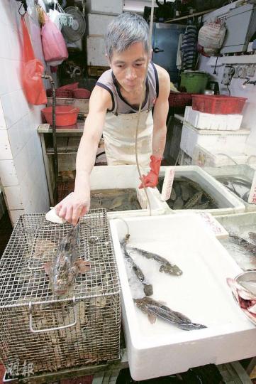 遇竊魚檔東主黃叔返檔口時,赫見魚缸的筍殼魚大減,經點算後相信被偷逾10條。他展示「倖存」的筍殼魚,希望偷魚賊早日落網,免再損失。(黃雄攝) 遇竊魚檔東主黃叔返檔口時,赫見魚缸的筍殼魚大減,經點算後相信被偷逾10條。他展示「倖存」的筍殼魚,希望偷魚賊早日落網,免再損失。(黃雄攝)