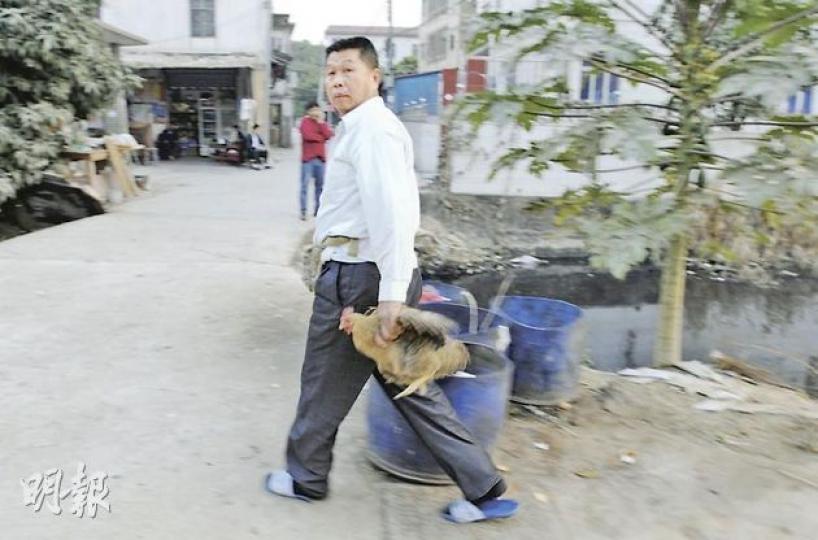 深圳禽流感死者住所沙井石圍街一帶不少村民養雞，地上留下雞糞雞毛。圖為村民手執活雞走過街頭。（何家達攝）深圳市政府聲稱禽流感死者過去一個月不曾接觸過家禽，但死者的朋友雷虎透露，死者發病前曾劏雞。（何家達攝）