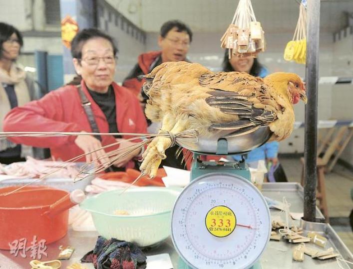 活雞停售21天後,不少雞長得「肥肥白白」,變成「超大雞」,檔主隨手拿一隻出售,已有約3公斤重,約售百元一隻。(尹錦恩攝) 九龍城街市檔主玲姐(左)指出,昨日購入百多隻活雞,約4公斤的超大雞和約2公斤的適齡雞各佔一半,平均40元一斤。她說,早前已接獲10多名顧客預訂,銷情不錯。(尹錦恩攝) 活雞停售21天後,不少雞長得「肥肥白白」,變成「超大雞」,檔主隨手拿一隻出售,已有約3公斤重,約售百元一隻。(尹錦恩攝) 九龍城街市檔主玲姐(左)指出,昨日購入百多隻活雞,約4公斤的超大雞和約2公斤的適齡雞各佔一半,平均40元一斤。她說,早前已接獲10多名顧客預訂,銷情不錯。(尹錦恩攝)