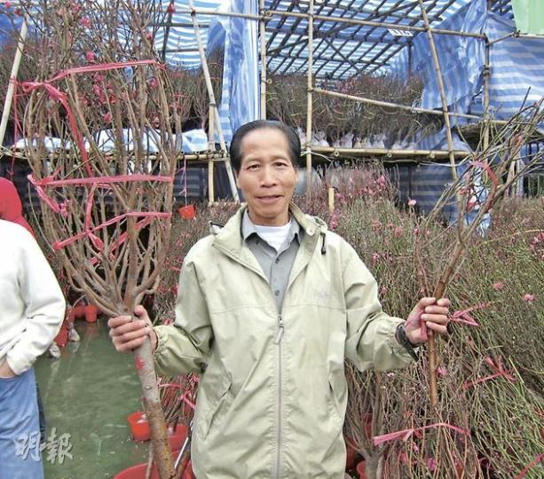 桃花檔檔主呂先生表示,近年居於劏房、蝸居的市民愈來愈多,家中難容體積較大的桃花(左),故把部分桃花剪細或折枝(右),以迎合客人需要。大桃花一紮售100元,小桃花售50元。(林綺琪攝)年廿八的維園年宵攤雖然人頭湧湧,但有乾貨檔主表示生意縱有利潤,卻沒有想像中的理想,因不少市民購物時仍很小心計算價錢。(余俊亮攝) 桃花檔檔主呂先生表示,近年居於劏房、蝸居的市民愈來愈多,家中難容體積較大的桃花(左),故把部分桃花剪細或折枝(右),以迎合客人需要。大桃花一紮售100元,小桃花售50元。(林綺琪攝)年廿八的維園年宵攤雖然人頭湧湧,但有乾貨檔主表示生意縱有利潤,卻沒有想像中的理想,因不少市民購物時仍很小心計算價錢。(余俊亮攝)