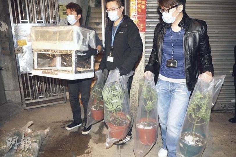 警方在土瓜灣一住宅單位搗破大麻種植場,昨晚深夜探員從單位內將數百株大麻及證物分批搬走。(衛永康攝) 警方在土瓜灣一住宅單位搗破大麻種植場,昨晚深夜探員從單位內將數百株大麻及證物分批搬走。(衛永康攝)
