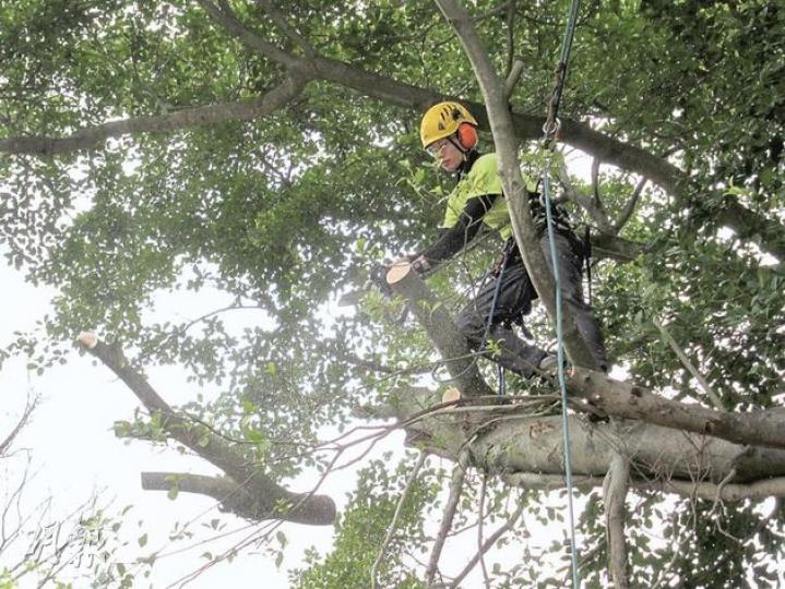 香港園林及樹藝專業人員總會承認,業界修樹人員質素參差,要求政府立法保障工友的職業安全,長遠確立認證制度。圖為總會資深修樹人員示範攀樹應做足安全措施,例如用攀樹專用安全帶,鋸樹時亦要留意樹下是否有人,以免墜下樹枝擊中途人。(馬耀森攝) 香港園林及樹藝專業人員總會承認,業界修樹人員質素參差,要求政府立法保障工友的職業安全,長遠確立認證制度。圖為總會資深修樹人員示範攀樹應做足安全措施,例如用攀樹專用安全帶,鋸樹時亦要留意樹下是否有人,以免墜下樹枝擊中途人。(馬耀森攝)