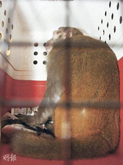 消防員將受傷馬騮從樹上救下,送到愛護動物協會,惜經診治後發現馬騮傷口有「烏蠅蟲」,決定人道毁滅。(蔡方山攝) 消防員將受傷馬騮從樹上救下,送到愛護動物協會,惜經診治後發現馬騮傷口有「烏蠅蟲」,決定人道毁滅。(蔡方山攝)