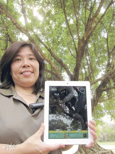 漁護署郊野公園護理主任溫翰芝以iPad示範「郊野公園樹徑」實境導覽app,將平板電腦鏡頭對準樹木,屏幕雷達圖像會顯示坐標,並認出樹木品種。她身後的細葉榕,是大棠樹木研習徑重點介紹的16棵樹之一。(馬耀森攝) 漁護署郊野公園護理主任溫翰芝以iPad示範「郊野公園樹徑」實境導覽app,將平板電腦鏡頭對準樹木,屏幕雷達圖像會顯示坐標,並認出樹木品種。她身後的細葉榕,是大棠樹木研習徑重點介紹的16棵樹之一。(馬耀森攝)