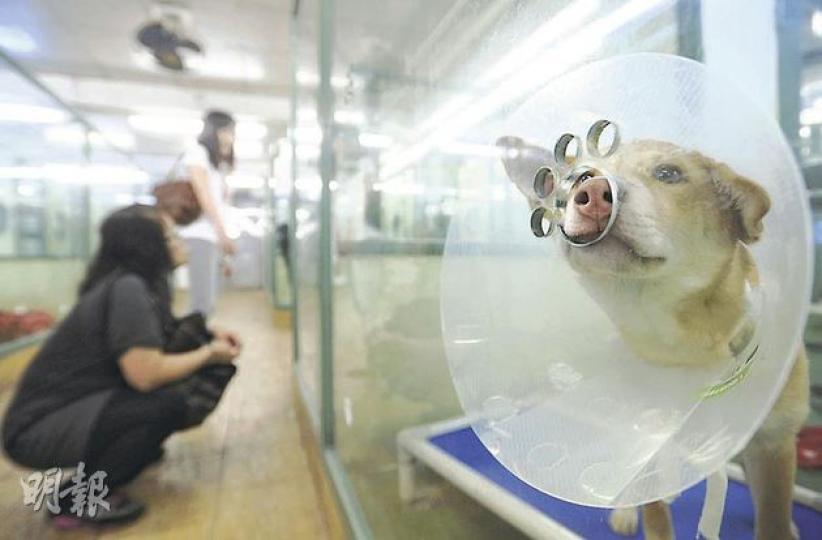 愛護動物協會希望盡快展開「捕捉、絕育、放回」計劃,讓協會免責協助流浪狗絕育,長遠減少全港流浪狗數目。圖為其中一隻剛絕育的流浪狗。(余俊亮攝) 愛護動物協會負責人柯慧賢指出,市民輕率棄狗,令協會狗宿位經常爆滿,當中又以唐狗數目最多。(余俊亮攝) 港人一向抗拒黑狗,認為不祥。愛護動物協會內的黑色唐狗多無人領養。(余俊亮攝) 愛護動物協會希望盡快展開「捕捉、絕育、放回」計劃,讓協會免責協助流浪狗絕育,長遠減少全港流浪狗數目。圖為其中一隻剛絕育的流浪狗。(余俊亮攝) 愛護動物協會負責人柯慧賢指出,市民輕率棄狗,令協會狗宿位經常爆滿,當中又以唐狗數目最多。(余俊亮攝) 港人一向抗拒黑狗,認為不祥。愛護動物協會內的黑色唐狗多無人領養。(余俊亮攝)