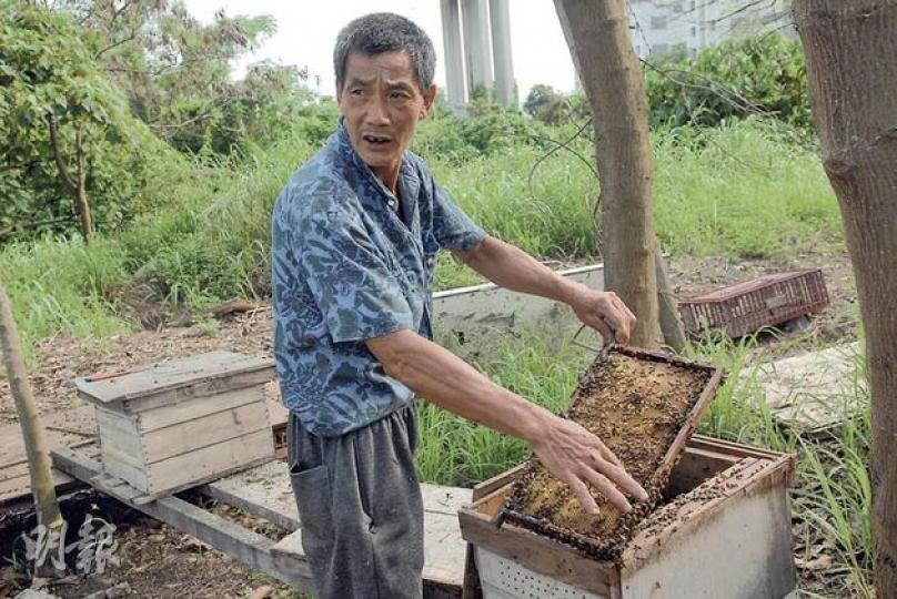 有10年養蜜蜂經驗的陳先生,徒手打開自製的養蜂箱,並表示不認識蜜蜂特性的人,不會輕易接觸蜂箱。(伍浦鋒攝) 有10年養蜜蜂經驗的陳先生,徒手打開自製的養蜂箱,並表示不認識蜜蜂特性的人,不會輕易接觸蜂箱。(伍浦鋒攝)