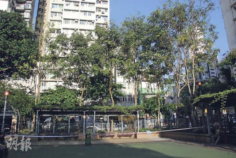 人瑞婆婆「中頭獎」受傷的公園現場,事後被有關部門用膠帶攔起,防範再發生同類意外。(雲錦鋒攝) 樹木專家指出,1呎長的莢果重約30至50克,莢果頭尖銳,墜下可能 人瑞婆婆「中頭獎」受傷的公園現場,事後被有關部門用膠帶攔起,防範再發生同類意外。(雲錦鋒攝) 樹木專家指出,1呎長的莢果重約30至50克,莢果頭尖銳,墜下可能