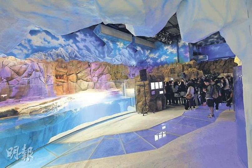 海洋公園冰極天地南極奇觀展館,地板部分透明(圖中紫色地面),遊客可看到企鵝於腳下暢泳。(李紹昌攝) 海洋公園冰極天地南極奇觀展館,地板部分透明(圖中紫色地面),遊客可看到企鵝於腳下暢泳。(李紹昌攝)