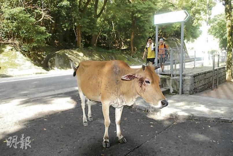 荃錦公路大帽山段平治房車撞小黃牛意外,小黃牛被剷上車頭撞爛擋風玻璃,頭部受傷。意外後小牛繼續在馬路上走,引起混亂。(鍾炳然攝) 荃錦公路大帽山段平治房車撞小黃牛意外,小黃牛被剷上車頭撞爛擋風玻璃,頭部受傷。意外後小牛繼續在馬路上走,引起混亂。(鍾炳然攝)