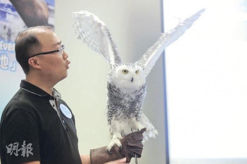 來自歐洲的4隻雪鴞已抵達海洋公園,接受訓練後將在冰極天地北極館的上空飛翔,圖為海洋公園人員展示其中一隻雪鴞。(尹錦恩攝) 4隻來自日本的北海獅進駐海洋公園,遊客可在7月開幕的「冰極天地」觀賞牠們暢泳。(尹錦恩攝) 來自歐洲的4隻雪鴞已抵達海洋公園,接受訓練後將在冰極天地北極館的上空飛翔,圖為海洋公園人員展示其中一隻雪鴞。(尹錦恩攝) 4隻來自日本的北海獅進駐海洋公園,遊客可在7月開幕的「冰極天地」觀賞牠們暢泳。(尹錦恩攝)