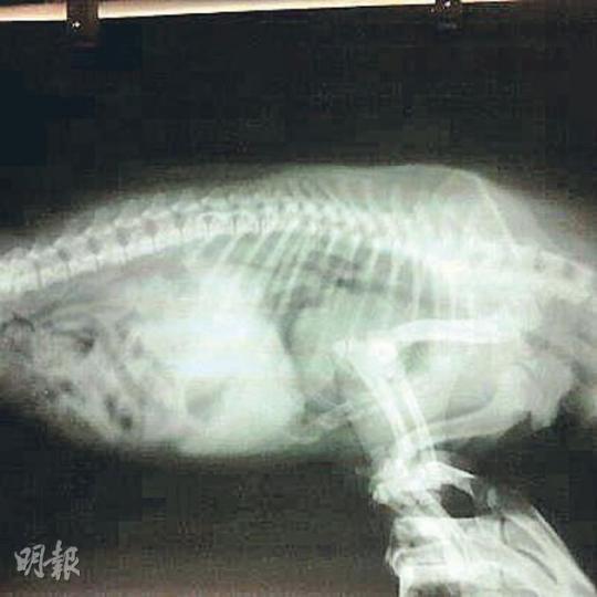 狗主公開「犬太郎」的X光,牠被力壓而造成急性肺部積水。(微博圖片) 3個月大的「犬太郎」於6月10日登場當居酒屋的「店犬」,數日後便遭辣手對待,幸好保住命仔。(微博圖片) 狗主公開「犬太郎」的X光,牠被力壓而造成急性肺部積水。(微博圖片) 3個月大的「犬太郎」於6月10日登場當居酒屋的「店犬」,數日後便遭辣手對待,幸好保住命仔。(微博圖片)