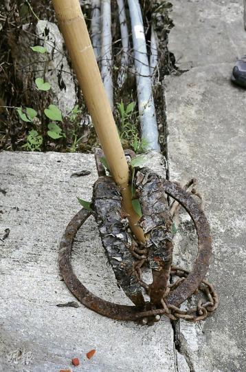 漁護署在現場搜獲的捕獸器鋸齒非常鋒利,木條被緊緊夾住並出現裂痕,漁護署警告,非法管有捕獸器可罰款5萬元。(林錫禮攝) 漁護署在現場搜獲的捕獸器鋸齒非常鋒利,木條被緊緊夾住並出現裂痕,漁護署警告,非法管有捕獸器可罰款5萬元。(林錫禮攝)