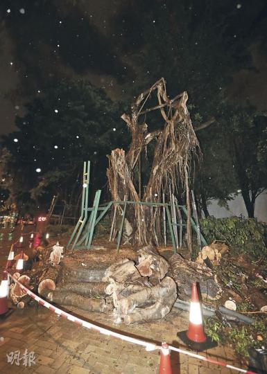 康文署昨日發現跑馬地黃泥涌道一棵古樹細葉榕被颱風吹至有倒塌危險,為保公眾安全,即時派員移除古樹。(李澤彤攝) 康文署昨日發現跑馬地黃泥涌道一棵古樹細葉榕被颱風吹至有倒塌危險,為保公眾安全,即時派員移除古樹。(李澤彤攝)