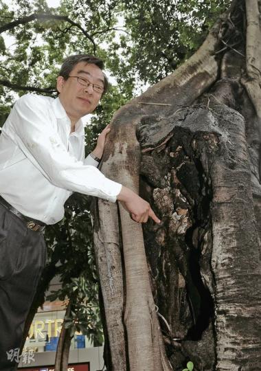 樹木專家詹志勇昨到栢麗大道檢查患褐根病的11及12號細葉榕,他指11號樹(圖)仍在蛀蝕,情况令人擔心,故需進一步檢查樹根被蛀多深及情况有多嚴重,才可決定是否需要斬樹。(劉焌陶攝) 樹木專家詹志勇昨到栢麗大道檢查患褐根病的11及12號細葉榕,他指11號樹(圖)仍在蛀蝕,情况令人擔心,故需進一步檢查樹根被蛀多深及情况有多嚴重,才可決定是否需要斬樹。(劉焌陶攝)