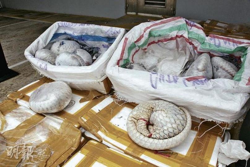 水警在行動中檢獲20箱急凍穿山甲,每盒重約30公斤,內有約6至7隻穿山甲。(林錫禮攝) 水警在行動中檢獲20箱急凍穿山甲,每盒重約30公斤,內有約6至7隻穿山甲。(林錫禮攝)