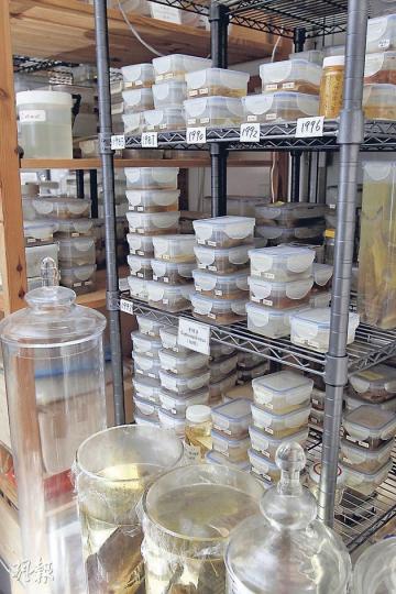 莊棣華的工作室,放滿魚類標本。(林俊源攝) 莊棣華的工作室,放滿魚類標本。(林俊源攝)