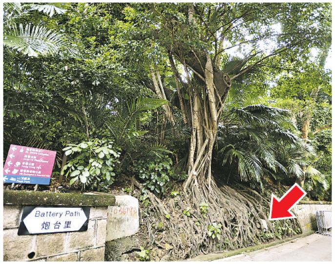 斜坡泥土減少令樹根完全外露,粗略估計被冲走的泥土約有20厘米厚,樹根下夾雜一塊半米高的灰白色石屎(箭嘴示)。(葉家豪攝) 位於炮台里的一棵大樹受近日天雨影響,泥土流失引致根部斷裂及外露,樹木專家指出泥土鬆脫增塌樹風險,促派人檢查決定是否要加固。(葉家豪攝) 斜坡泥土減少令樹根完全外露,粗略估計被冲走的泥土約有20厘米厚,樹根下夾雜一塊半米高的灰白色石屎(箭嘴示)。(葉家豪攝) 位於炮台里的一棵大樹受近日天雨影響,泥土流失引致根部斷裂及外露,樹木專家指出泥土鬆脫增塌樹風險,促派人檢查決定是否要加固。(葉家豪攝)