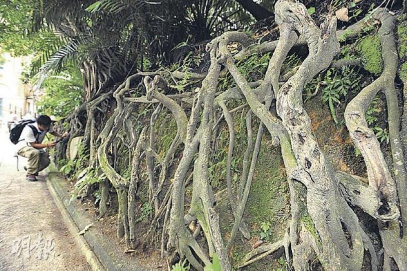 中環炮台里有斜坡泥土流失,令百年細葉榕樹根嚴重外露。建築署表示大樹沒有即時倒塌危險,會派員在兩周內充填樹根下的泥土。(鄧宗弘攝) 中環炮台里有斜坡泥土流失,令百年細葉榕樹根嚴重外露。建築署表示大樹沒有即時倒塌危險,會派員在兩周內充填樹根下的泥土。(鄧宗弘攝)