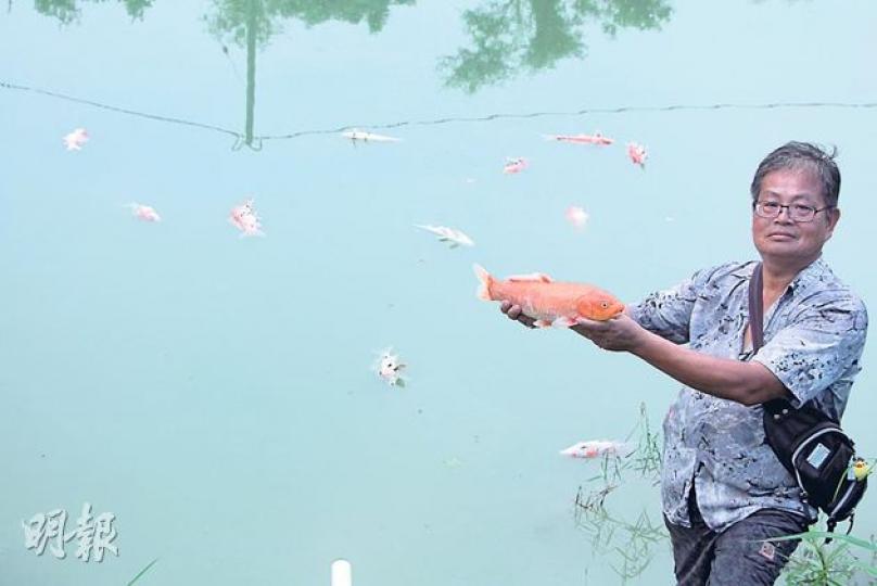 高鐵工程排水涉嫌污染牛潭尾村溪澗,導致當地用溪水養魚的魚塘,有大量錦鯉死亡。牛潭尾村民周貴賢上周四向記者展示,懷疑遭污水毒死的錦鯉。(明報記者攝) 牛潭尾村民昨與多個政府部門及港鐵職員會晤。港鐵職員稱,地鐵承建商會進一步加強監察排水水質。(明報記者攝) (明報製圖) 高鐵工程排水涉嫌污染牛潭尾村溪澗,導致當地用溪水養魚的魚塘,有大量錦鯉死亡。牛潭尾村民周貴賢上周四向記者展示,懷疑遭污水毒死的錦鯉。(明報記者攝) 牛潭尾村民昨與多個政府部門及港鐵職員會晤。港鐵職員稱,地鐵承建商會進一步加強監察排水水質。(明報記者攝) (明報製圖)