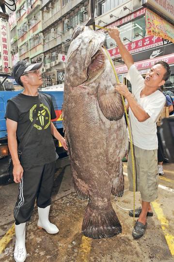 巨型龍躉昨午運抵旺角花園街,酒家負責人星仔(左)介紹,該魚重約286公斤,是本地漁市場有紀錄以來第三重的魚。他又指今日起會以套餐形式在佐敦及旺角分店出售,預料3日內售罄。(尹錦恩攝) 巨型龍躉昨午運抵旺角花園街,酒家負責人星仔(左)介紹,該魚重約286公斤,是本地漁市場有紀錄以來第三重的魚。他又指今日起會以套餐形式在佐敦及旺角分店出售,預料3日內售罄。(尹錦恩攝)