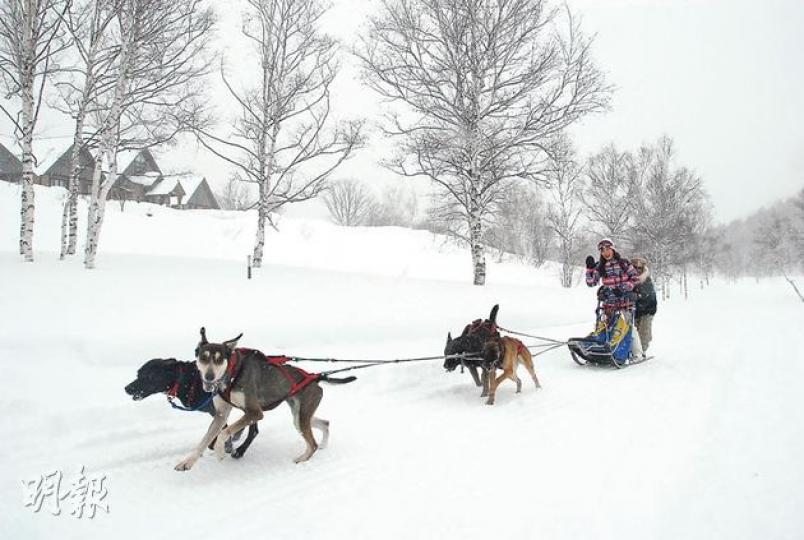 水上高原滑雪場，號稱是本州唯一提供狗雪橇體驗的場地。（郭瑋瑋攝）乘狗雪橇馳騁雪地，可欣賞銀白色的森林美景。（郭瑋瑋攝）雪橇狗教練平井寧（右）自小就很喜歡狗，玩狗拉雪橇這項運動已有30多年。（郭瑋瑋攝）從「狗狗車」領出來後，雪橇狗便套上狗帶整裝待發。（郭瑋瑋攝）即使是兩歲左右的幼兒，也可以享受滑雪兜的樂趣。（郭瑋瑋攝）除了兒童遊樂區，滑雪場也設兒童滑雪訓練班。（郭瑋瑋攝）不止大人，孩子也能玩專為他們而設的黃色Chibikko雪上電單車。（郭瑋瑋攝）「飛碟狗」訓練員跟狗狗之間的動作配合，令人嘖嘖稱奇