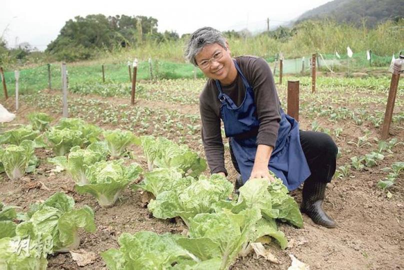 菜園村村民馮汝竹(阿竹)每日到田裏澆水、收割,事事親力親為,但慨嘆客人少,當豐收時便出現供過於求,政府亦無扶助本地農業,令他們難以營生。(楊德銘攝) 菜園村村民馮汝竹(阿竹)每日到田裏澆水、收割,事事親力親為,但慨嘆客人少,當豐收時便出現供過於求,政府亦無扶助本地農業,令他們難以營生。(楊德銘攝)