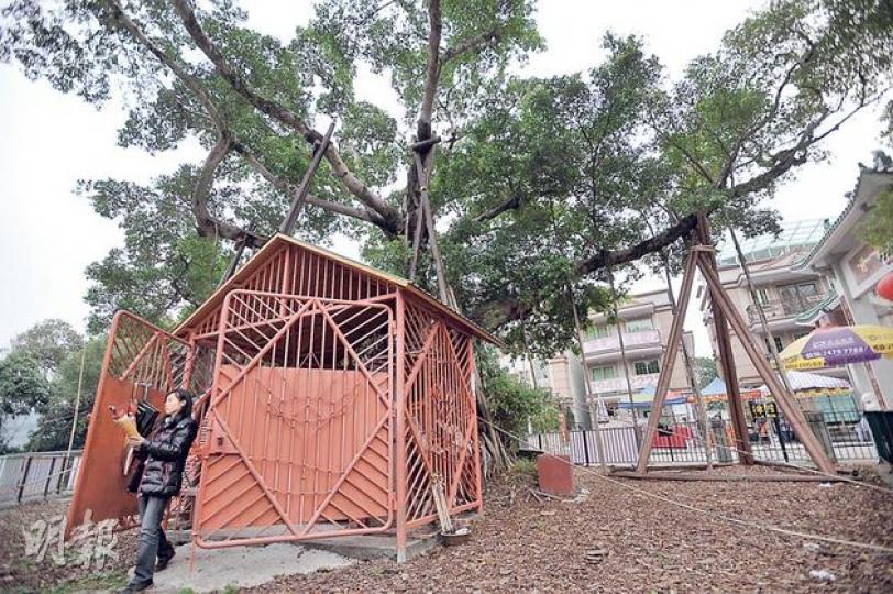 許願樹下偌大神壇,壓着根部令東側的支幹變弱,樹幹改向其他方向生長。專家詹志勇說,神壇體積愈來愈大,對樹木生長有害無益。(葉家豪攝)圖左可見許願樹部分氣根延展地上,儼如粗枝,圖右是政府特製支架。詹志勇認為撐得太緊,令樹木依賴人造支架而失去「危機意識」,影響生長。(葉家豪攝) 許願樹下偌大神壇,壓着根部令東側的支幹變弱,樹幹改向其他方向生長。專家詹志勇說,神壇體積愈來愈大,對樹木生長有害無益。(葉家豪攝)圖左可見許願樹部分氣根延展地上,儼如粗枝,圖右是政府特製支架。詹志勇認為撐得太緊,令樹木依賴人造支架而失去「危機意識」,影響生長。(葉家豪攝)