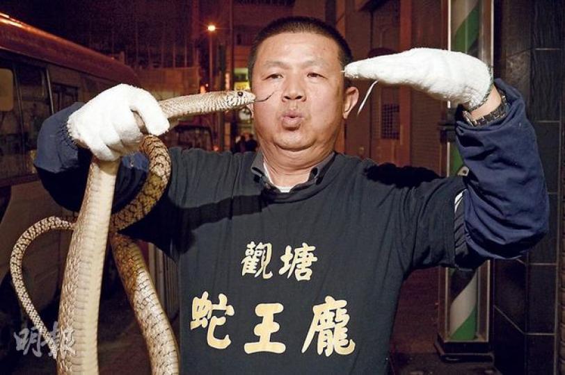 「蛇王龐」龐哥自懂性起已在家鄉跟爺爺捉蛇,雖然不會蛇形刁手,但練就一身捉蛇「好武功」。 (余俊亮攝) 「蛇王龐」龐哥自懂性起已在家鄉跟爺爺捉蛇,雖然不會蛇形刁手,但練就一身捉蛇「好武功」。 (余俊亮攝)