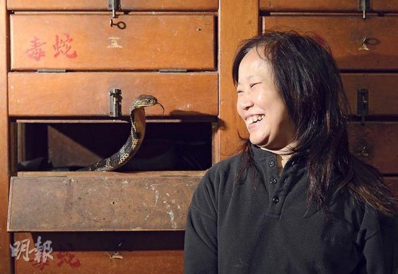 入行數十載,周嘉玲已不再是當初那個被蛇嚇至跑到後巷的膽怯少女,並能駕輕就熟把4呎長的毒蛇玩弄於股掌之間,現代蛇后滿腦子想的,是如何開發新的蛇產品。(余俊亮攝)蛇業在本港雖漸式微,但女蛇王嘉玲姐卻不斷研發新產品以殺出重圍,她店內除有各種蛇酒、蛇宴菜式,還兼賣售價可達數千元的蛇皮手袋。(余俊亮攝)夏天是吃蛇淡季,但嘉玲姐的蛇店仍出售不分季節的保健零食,例如以飯鏟頭、金腳帶、過樹榕的膽汁加上陳皮製成的三蛇膽陳皮,以幫補收入。(余俊亮攝) 入行數十載,周嘉玲已不再是當初那個被蛇嚇至跑到後巷的膽怯少女,並能駕輕就熟把4呎長的毒蛇玩弄於股掌之間,現代蛇后滿腦子想的,是如何開發新的蛇產品。(余俊亮攝)蛇業在本港雖漸式微,但女蛇王嘉玲姐卻不斷研發新產品以殺出重圍,她店內除有各種蛇酒、蛇宴菜式,還兼賣售價可達數千元的蛇皮手袋。(余俊亮攝)夏天是吃蛇淡季,但嘉玲姐的蛇店仍出售不分季節的保健零食,例如以飯鏟頭、金腳帶、過樹榕的膽汁加上陳皮製成的三蛇膽陳皮,以幫補收入。(余俊亮攝)