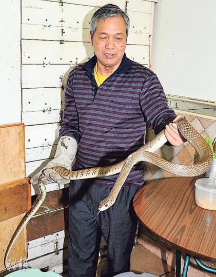 大埔蛇王陳東海(圖)笑稱捉蛇30年,從未試過蛇年的大年初一出動捉蛇,其手上為與捉到的三索線同樣大小的水律蛇。(衛永康攝) 大埔蛇王陳東海(圖)笑稱捉蛇30年,從未試過蛇年的大年初一出動捉蛇,其手上為與捉到的三索線同樣大小的水律蛇。(衛永康攝)