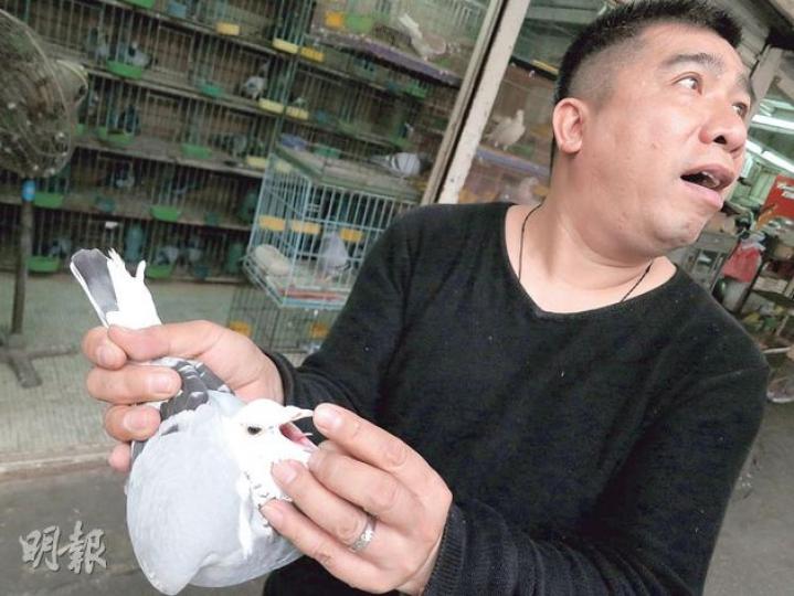 現時香港有100多人養賽鴿，國際鴿舍東主梁錦洪說多數人會找他買鴿買糧，甚至鴿生病時找他求醫，他只要打開鴿的喉嚨，便知牠患什麼病。（林耀華攝） 梁錦洪指出，優良賽鴿的其中一個條件是尾巴筆直，「好似一支筆」。（林耀華攝） 國際鴿舍內現時有逾80隻賽鴿，價值由數百元至數千元，梁錦洪說顧客大都已上年紀，只會作觀賞之用。（林耀華攝）