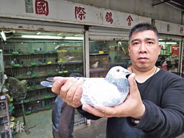 梁錦洪除了是「國際鴿舍」東主,亦在賽鴿中獲獎無數,有時遠至南非、巴塞隆那比賽,他更自滿說「起碼都贏六七成」,是名副其實的「冠軍練鴿師」。(林耀華攝) 梁錦洪除了是「國際鴿舍」東主,亦在賽鴿中獲獎無數,有時遠至南非、巴塞隆那比賽,他更自滿說「起碼都贏六七成」,是名副其實的「冠軍練鴿師」。(林耀華攝)